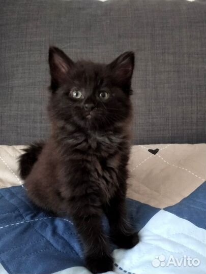 Котёнок
