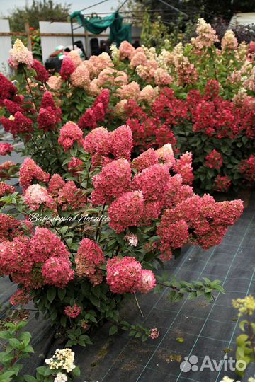 Красные гортензии