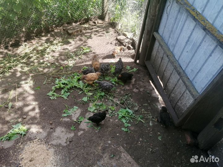 Цыплята подрощеные