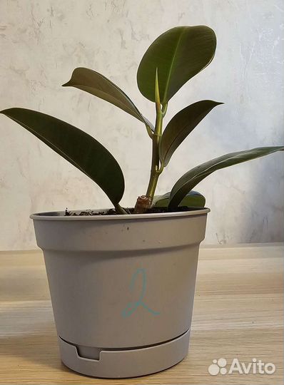 Фикус эластика робуста