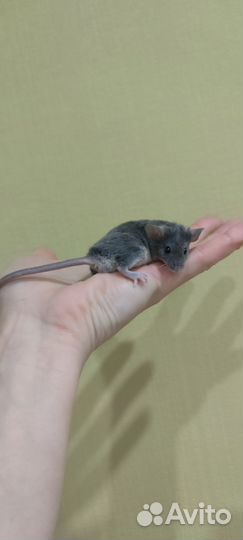 Декоративная мышь кудрявая