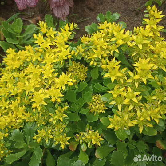 Почвопокровные растения