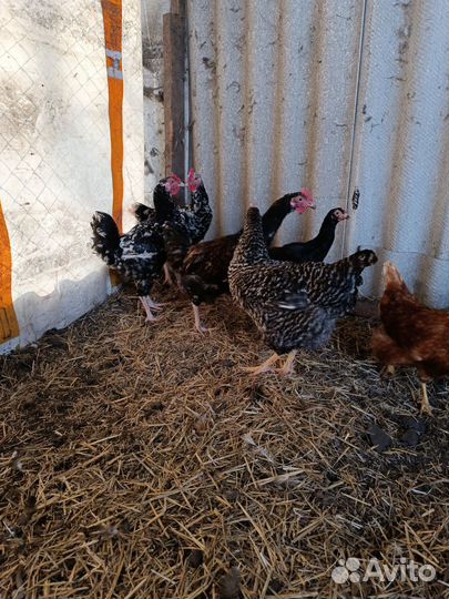 Молодые петухи