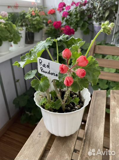 Герань Vectis Finery и тюлп. Red Pandora