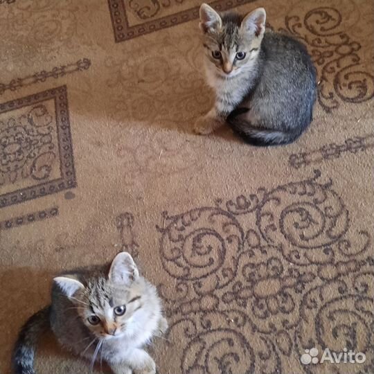 Кошки в добрые руки