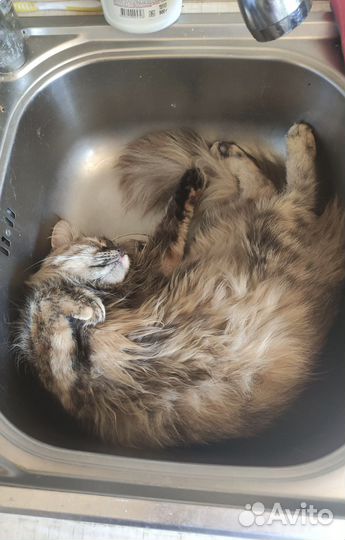 Кошки мейн-кун