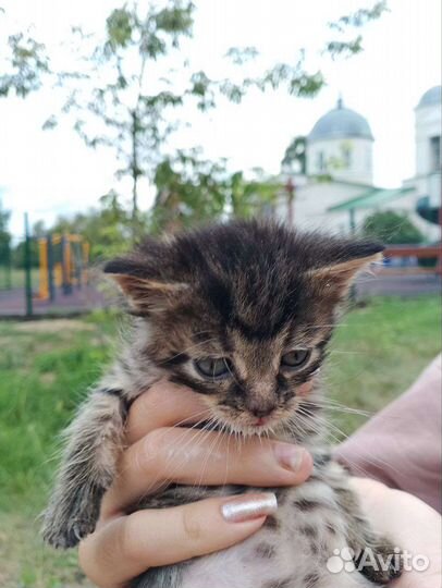 Курильский бобтейл в добрые руки