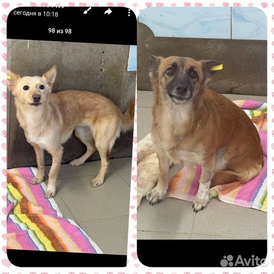 Умер делушка собачки на улице будут