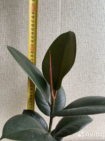 Фикус Эластика Тинеке Бургунди