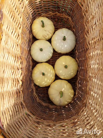 Тыква декоративная для декора, букета, фотосессии