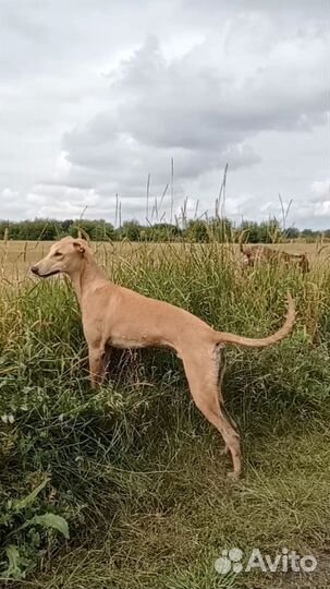 Щенки уиппета