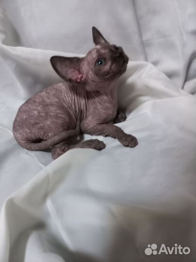 Канадский сфинкс