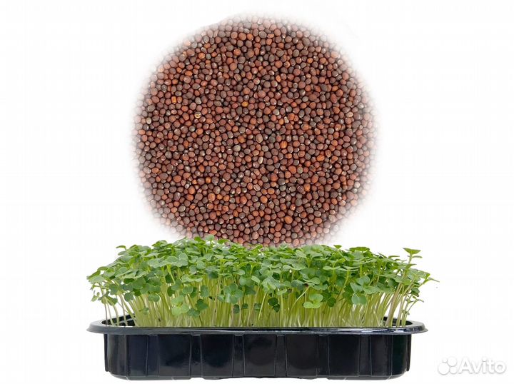 Семена Микрозелень от 50 грамм арт.0058