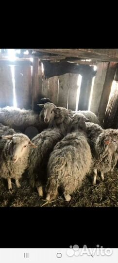 Бараны, овечки