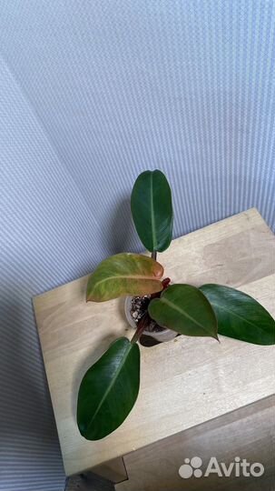 Филодендрон бонус/forest fire