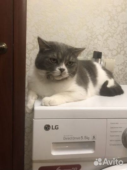 Отдам котика в хорошие руки