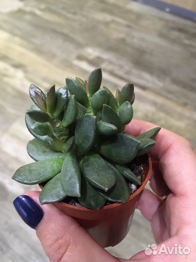 Адромискус