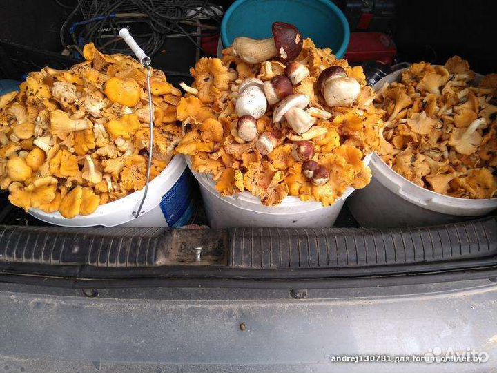 Грибы Лисички Рязань