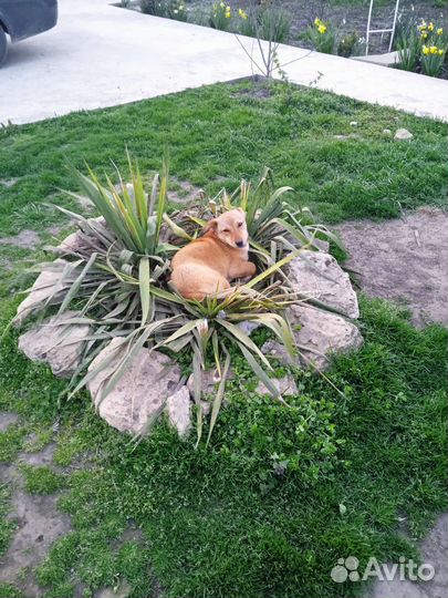 Собака кобель