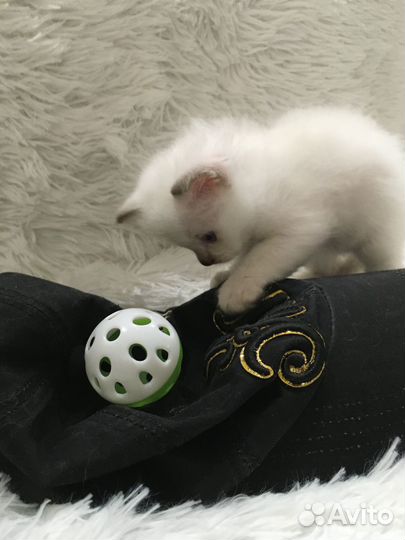 Продаётся котёнок порода Священная Бирма