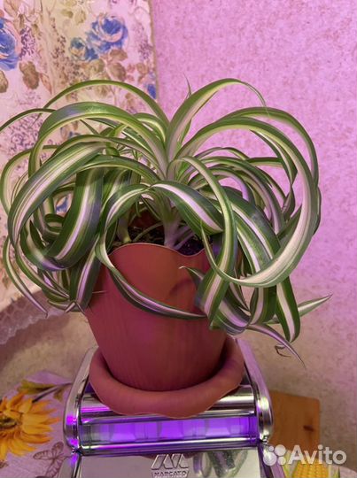 Комнатный цветок. Хлорофитум