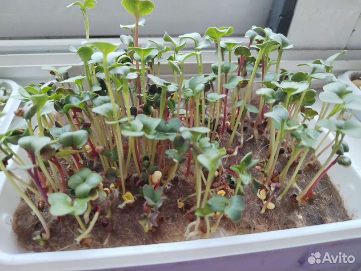 Микрозелень