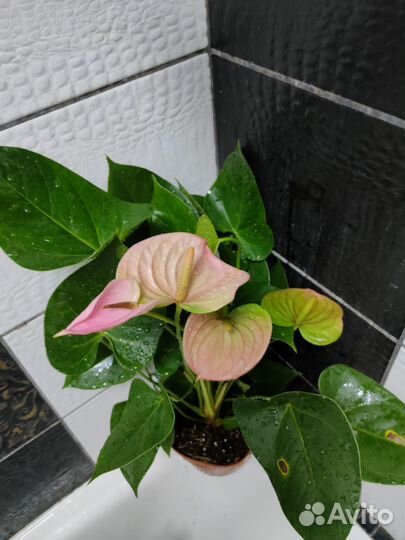 Антуриумы сортовые