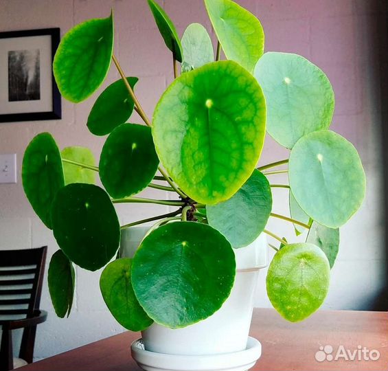 Пиллея - денежный символ этого года