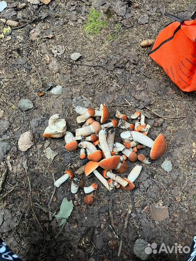 Грибы подосиновики