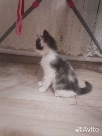 Котята в дар
