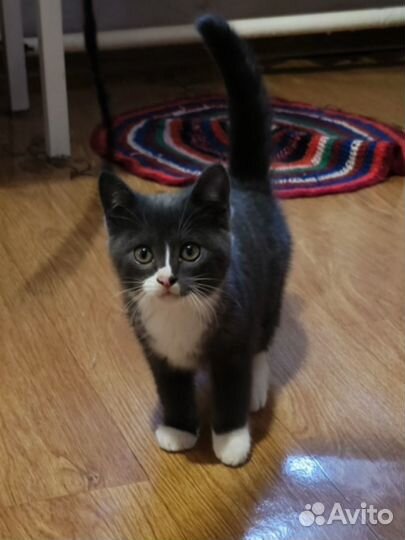 Котик ищет добрые руки