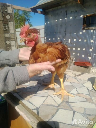 Петухи, курицы голошейка