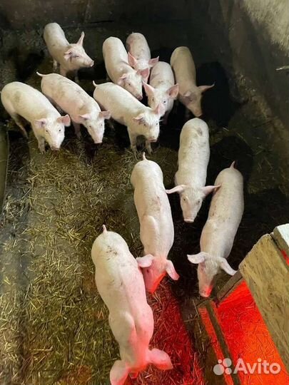 Поросята 3х породки