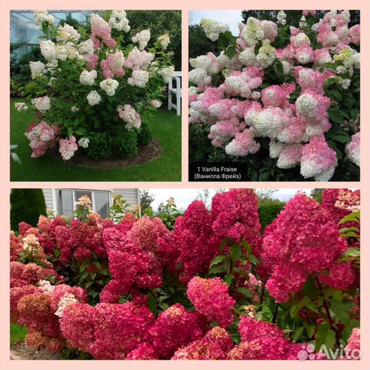 Гортензия, Ванила Фрайз, Полар Бир, Мэджикал Кэндл