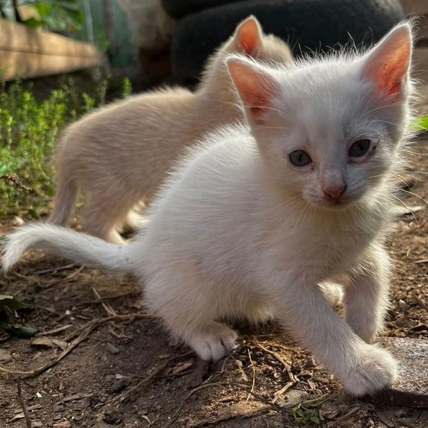 Погибают котята в садоводстве