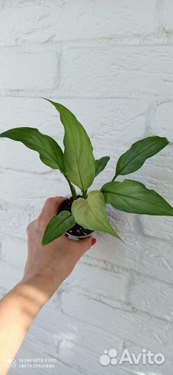 Спатифиллум спилт милк