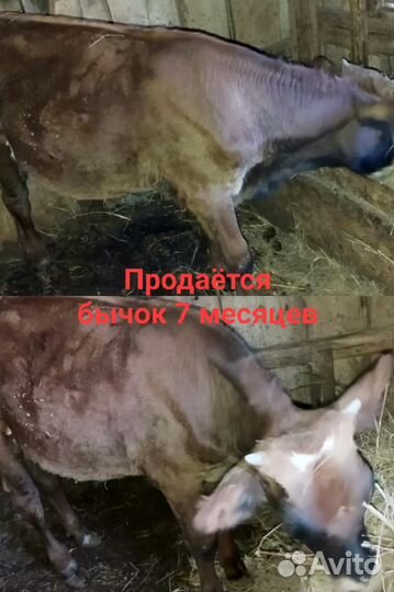 Телята бычки