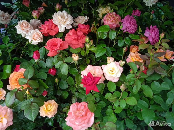 Розы цветущие кусты. Саженцы