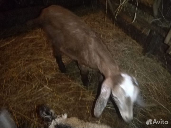 Продам дойных коз