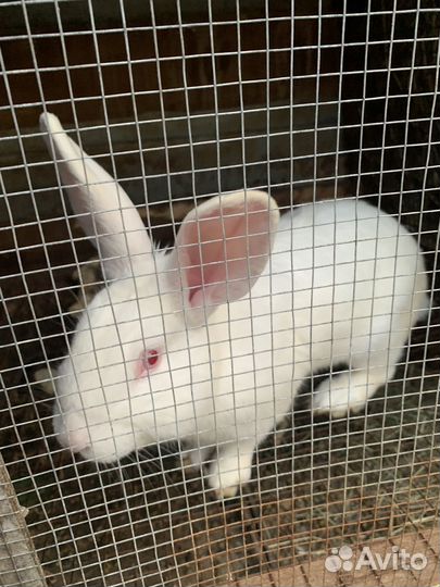 Кролик белый паннон