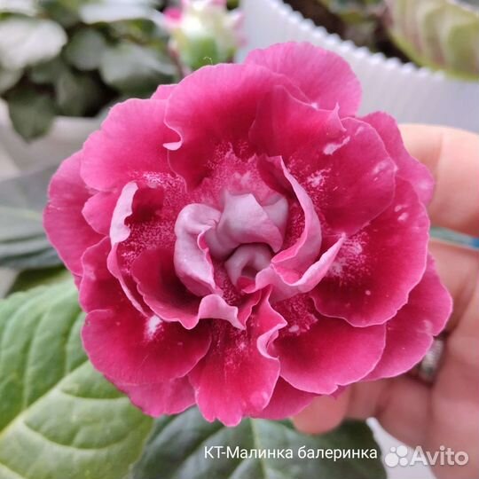 Клубни Глоксинии