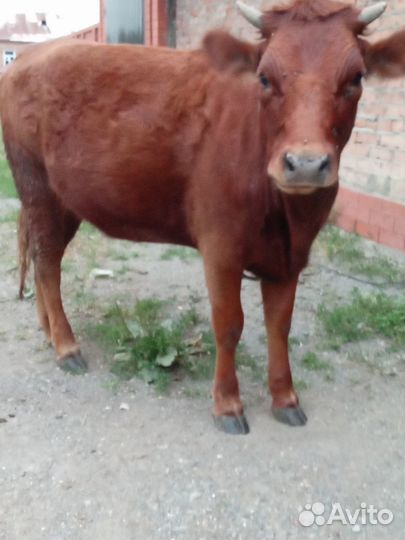 Продам телку