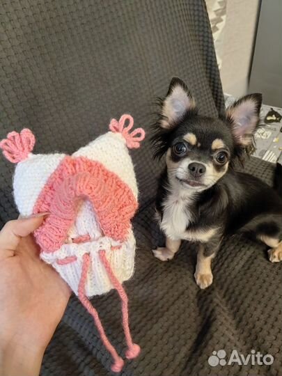 Шапка для маленькой собаки