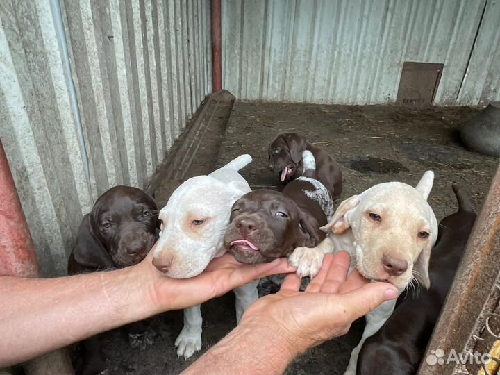 Щенки курцхаара