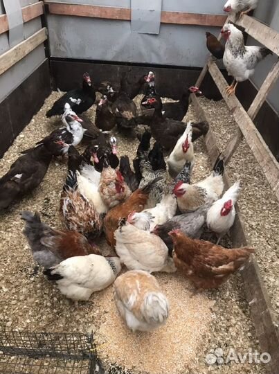 Петухи,Куры,Утки Подсадные,Голуби