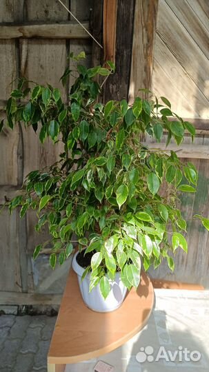 Фикус Бенжамина