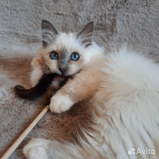 Котенок редкой породы