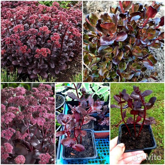 Многолетники для сада