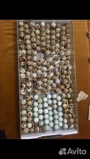 Селадон перепела