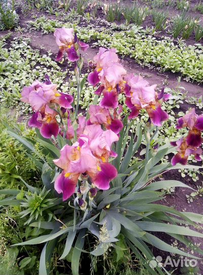 Ирисы бородатые